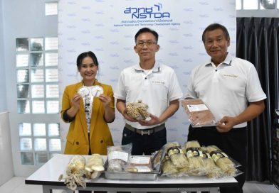 ไบโอเทค สวทช. พัฒนา “เห็ดแครงสายพันธุ์ใหม่” คุณภาพสูง พร้อมปูทางสู่เกษตรกร และชี้ทางต่อยอดเป็นแหล่งโปรตีนทางเลือก