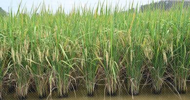 กระทรวง อว. โดย สวทช. ยืนยันพันธุ์ข้าว “หอมสยาม” มีความปลอดภัย ใช้กระบวนการคัดพันธุ์โดยธรรมชาติ ได้การรับรองพันธุ์พืชขึ้นทะเบียน (ร.พ.2) จากกรมวิชาการเกษตรเรียบร้อยแล้วในปี 2565 และอยู่ระหว่างขอรับรองพันธุ์จากกรมการข้าว เพื่อเป็น “ข้าวทางเลือก” ให้เกษตรกร