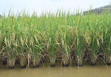 กระทรวง อว. โดย สวทช. ยืนยันพันธุ์ข้าว “หอมสยาม” มีความปลอดภัย ใช้กระบวนการคัดพันธุ์โดยธรรมชาติ ได้การรับรองพันธุ์พืชขึ้นทะเบียน (ร.พ.2) จากกรมวิชาการเกษตรเรียบร้อยแล้วในปี 2565 และอยู่ระหว่างขอรับรองพันธุ์จากกรมการข้าว เพื่อเป็น “ข้าวทางเลือก” ให้เกษตรกร